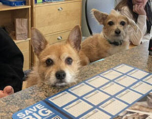 2 dogs